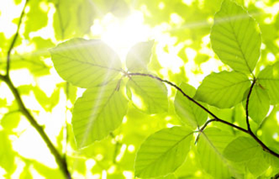 ecota mecenat environnemental